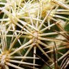 18 _Coryphantha_ retusa _05